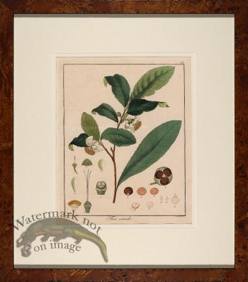 Hayne's Botanical in Burl 16